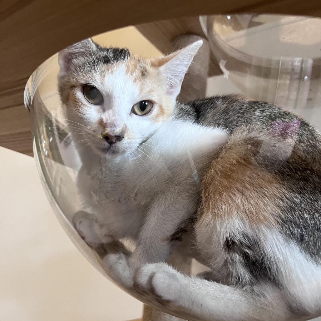 Enlarge Edith, a Adoptable Domestic Short Hair in Kailua Kona, HI image 4/4