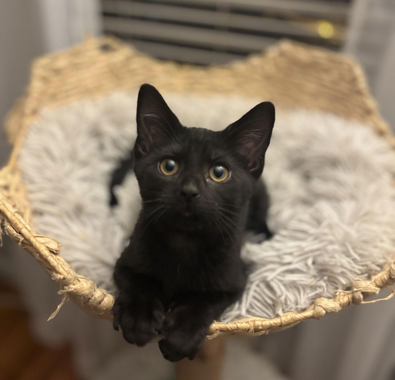 Azalea, Adoptable, Young Female Domestic Short Hair.