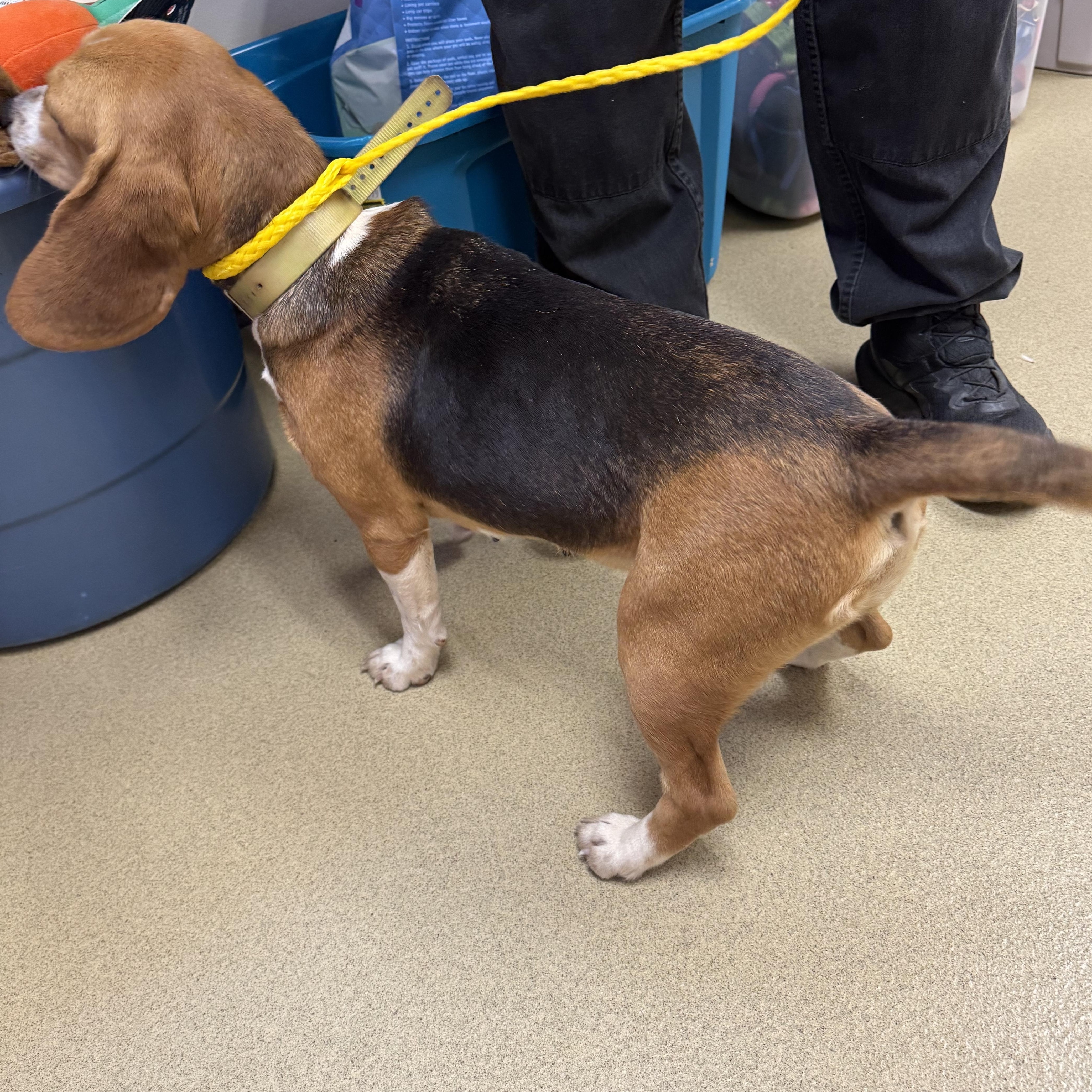 Mary Ann, a Adoptable Beagle in Monroe, GA image 2/3