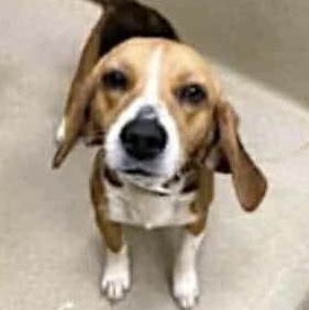 Mary Ann, a Adoptable Beagle in Monroe, GA image 1/3