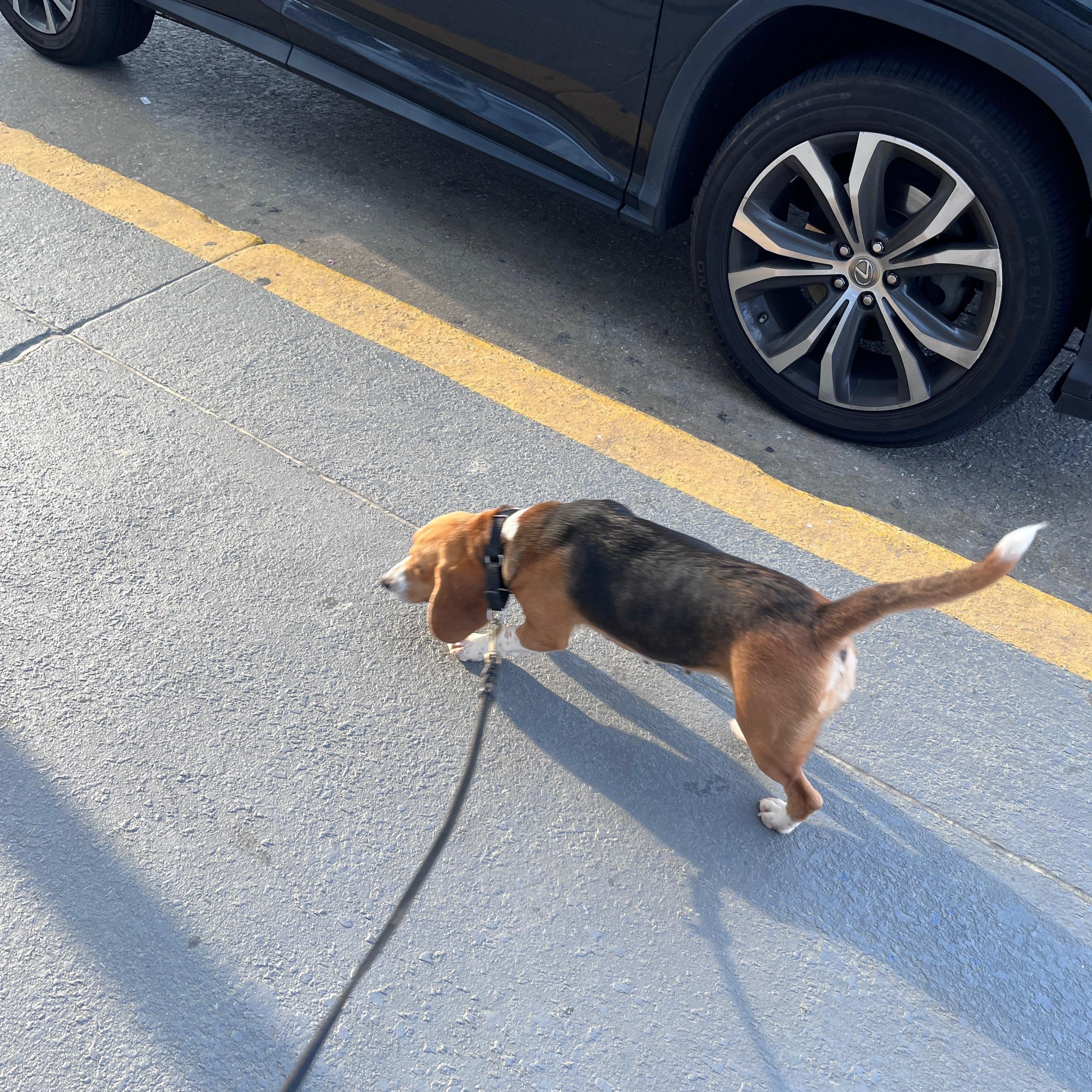 Mary Ann, a Adoptable Beagle in Monroe, GA image 3/3