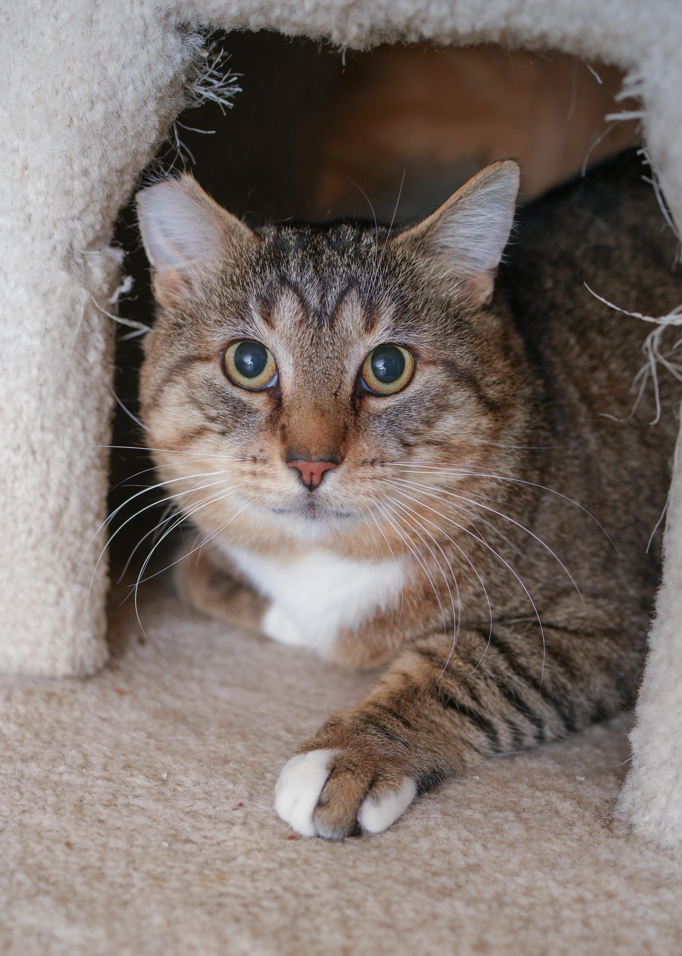Teddy, ADOPTABLE, Adult Male Domestic Short Hair.