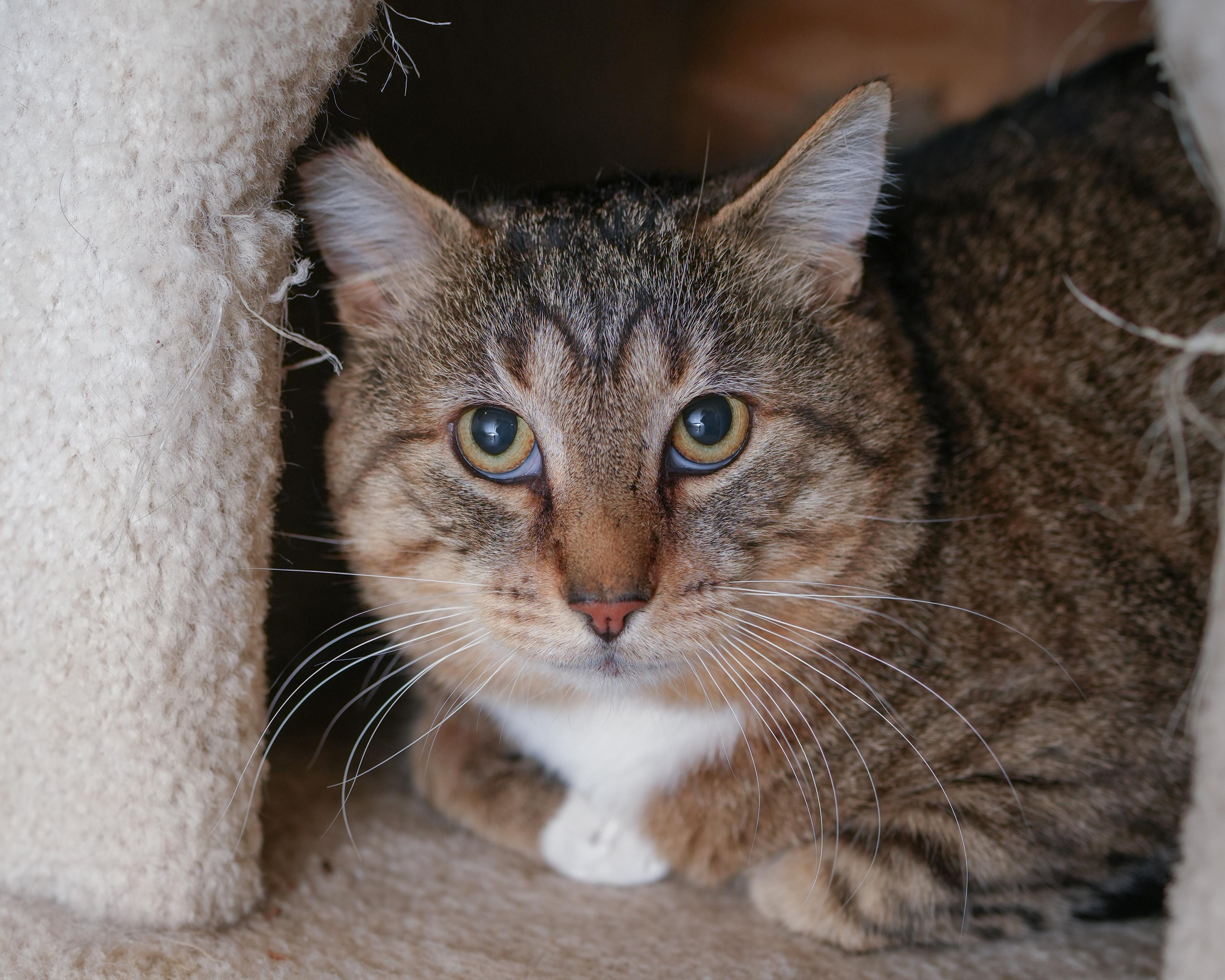 Enlarge Teddy, a ADOPTABLE Domestic Short Hair in Boise, ID image 2/2