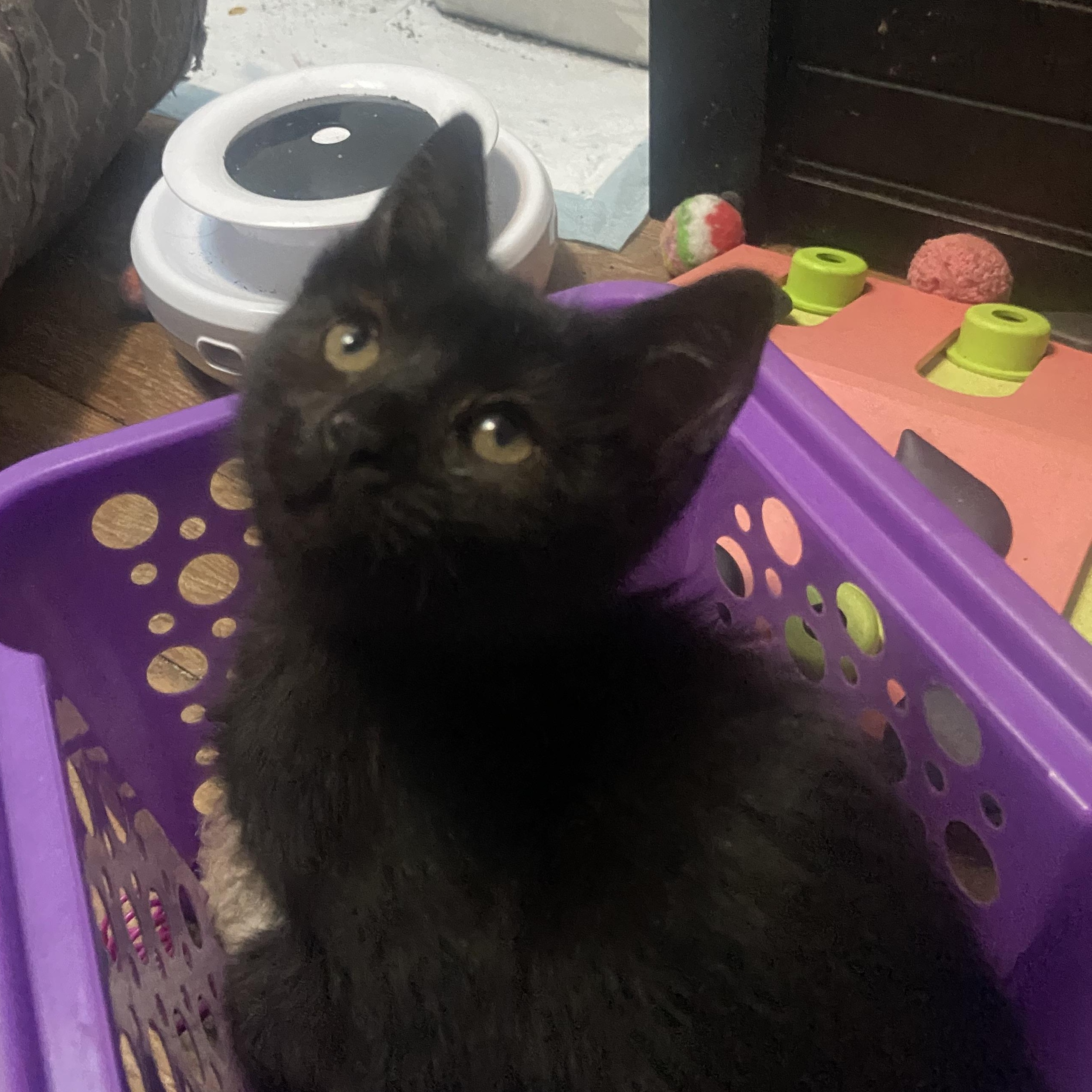 Enlarge Dora Coleman, a Adoptable Domestic Short Hair in Denver, CO image 2/4
