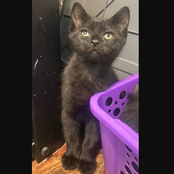 Enlarge Dora Coleman, a Adoptable Domestic Short Hair in Denver, CO image 3/4