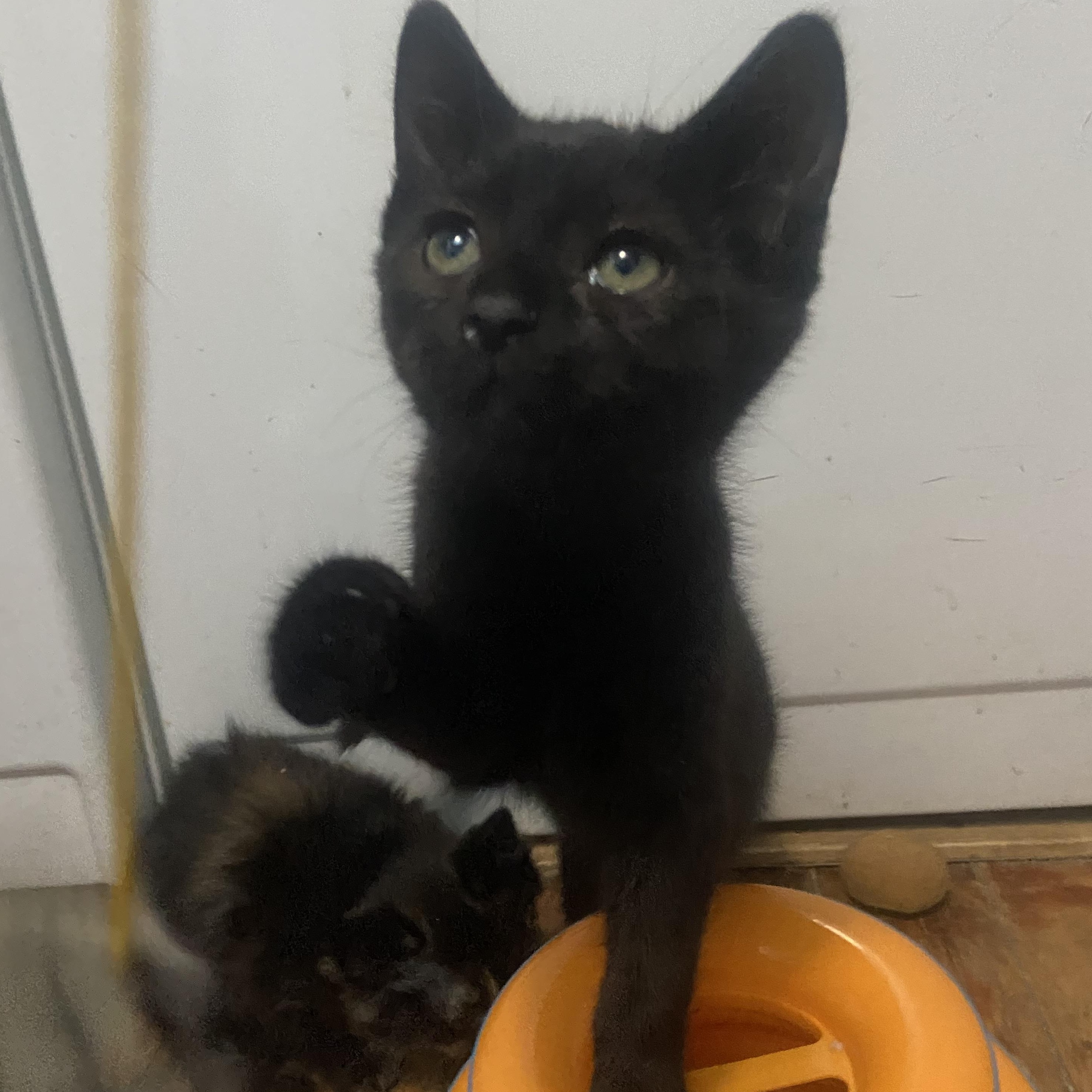 Dora Coleman, Adoptable, Kitten Female Domestic Short Hair.