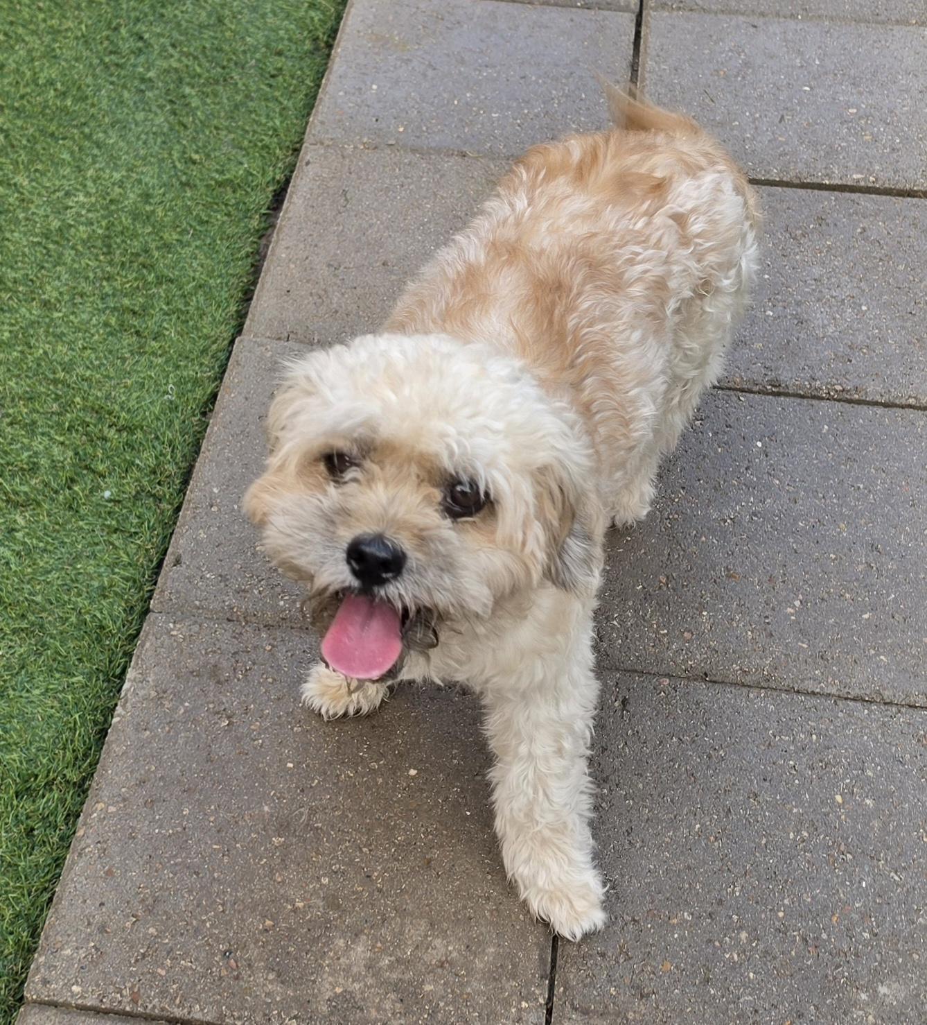 Enlarge Randy, a Adopted Miniature Poodle in Fairfield, CT image 3/3