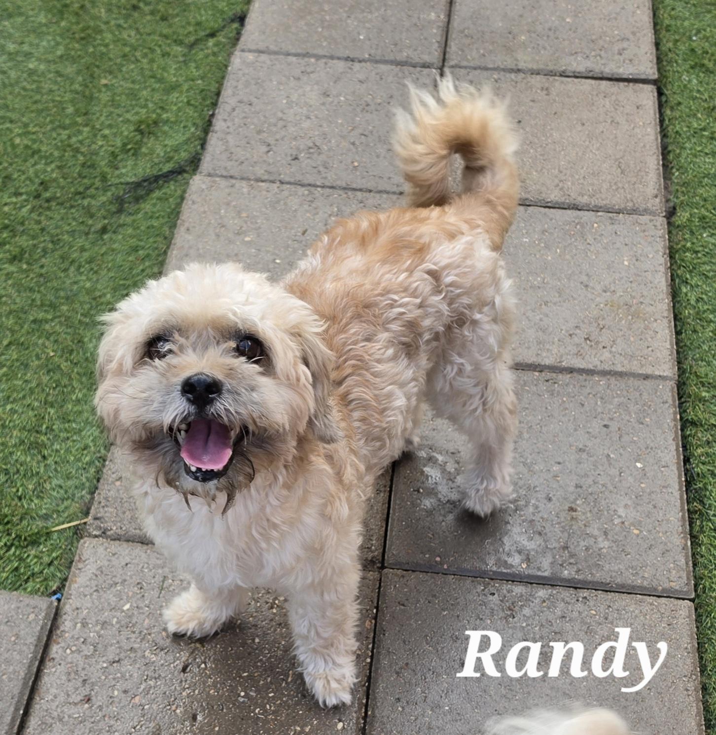 Enlarge Randy, a Adopted Miniature Poodle in Fairfield, CT image 1/3