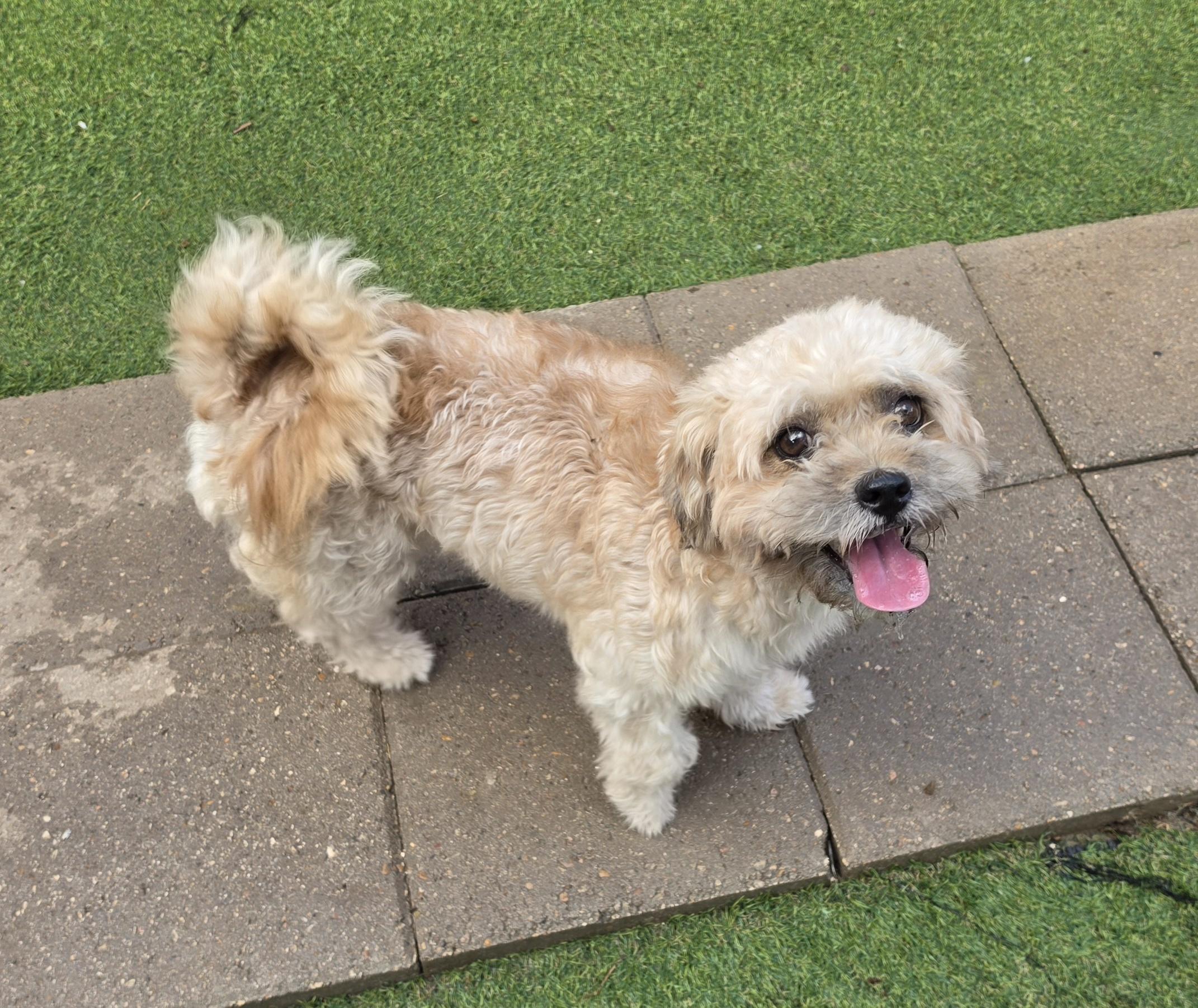 Enlarge Randy, a Adopted Miniature Poodle in Fairfield, CT image 2/3