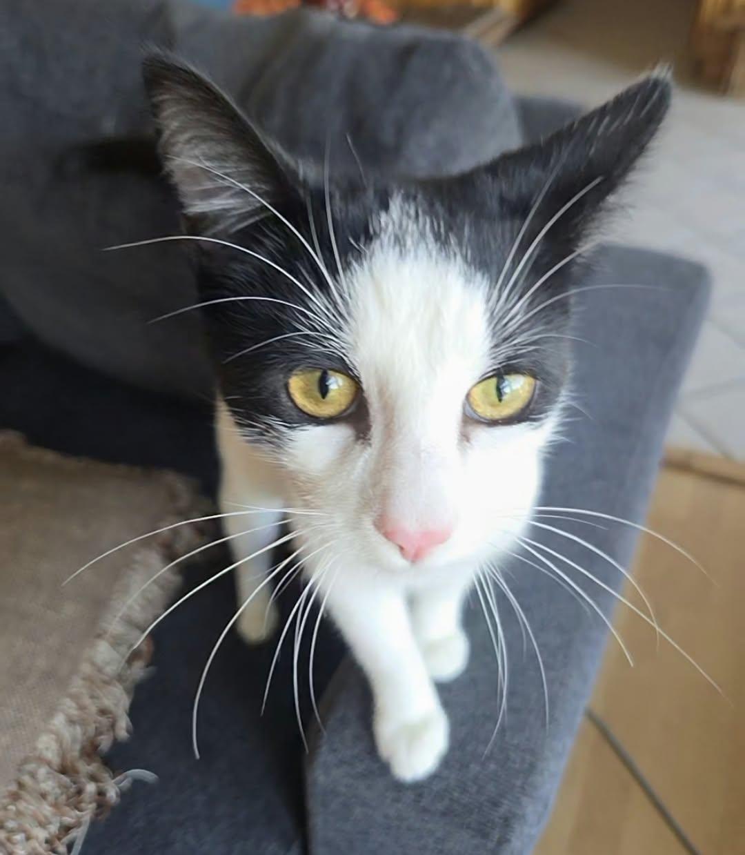 Soda, Adoptable, Young Male Domestic Short Hair.