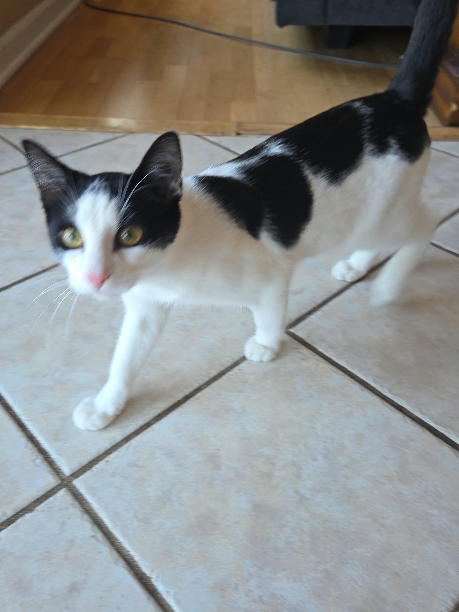 Enlarge Soda, a Adoptable Domestic Short Hair in McHenry, IL image 2/4