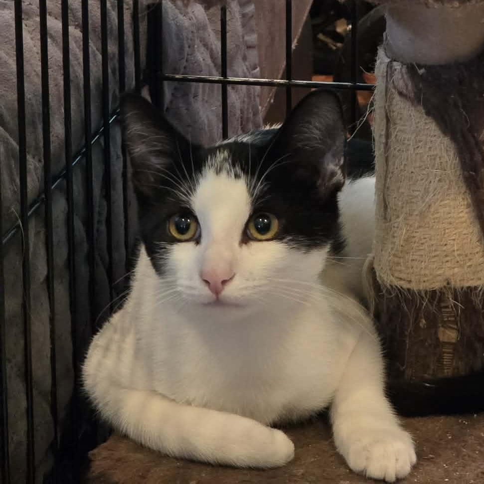 Enlarge Soda, a Adoptable Domestic Short Hair in McHenry, IL image 2/2