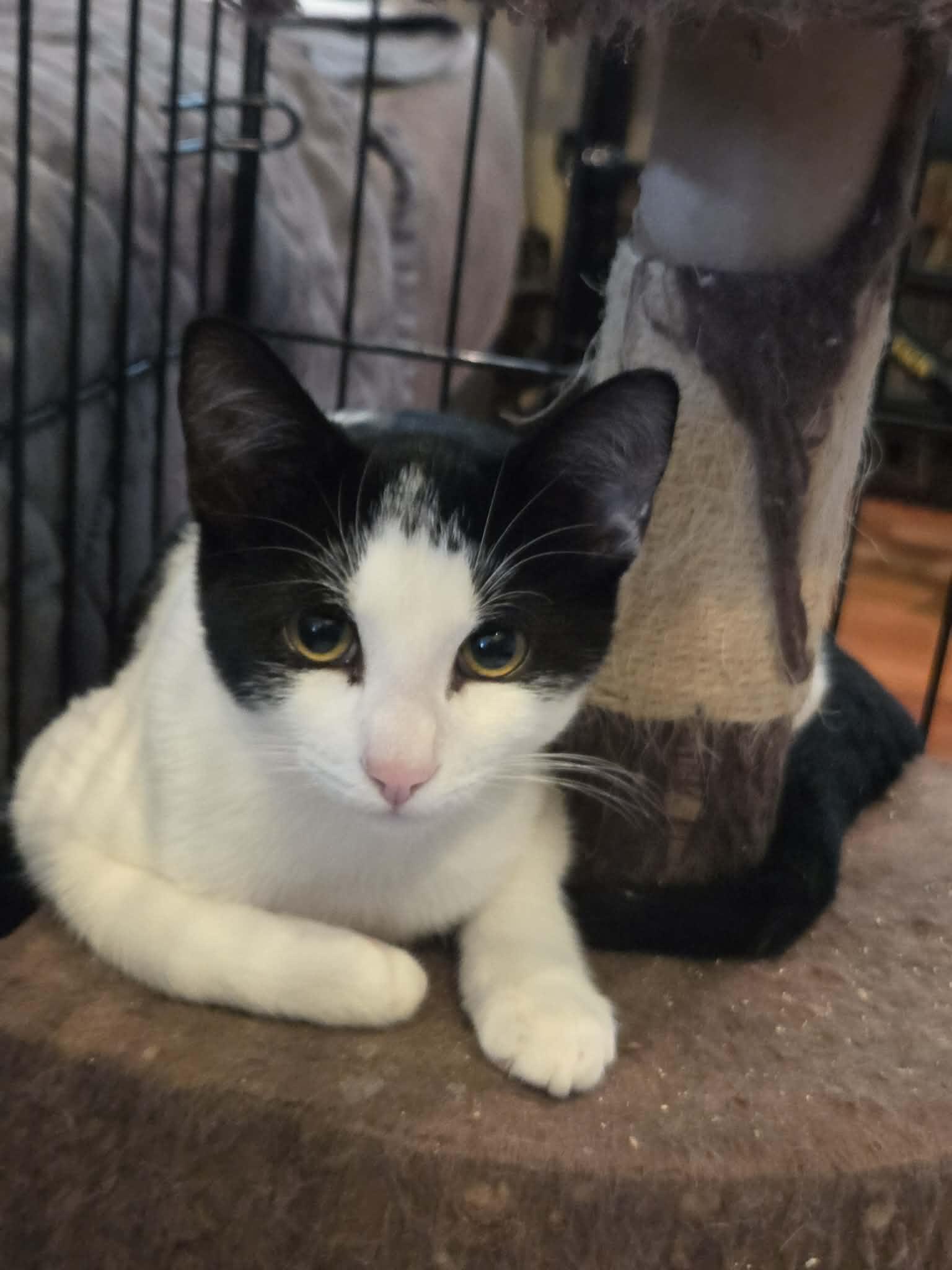 Soda, Adoptable, Young Male Domestic Short Hair.