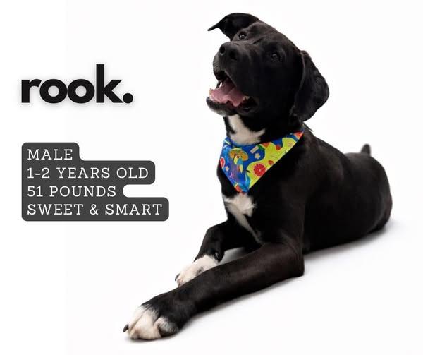 Enlarge Rook, a Adoptable mixed breed in Ashland, KY image 1/1