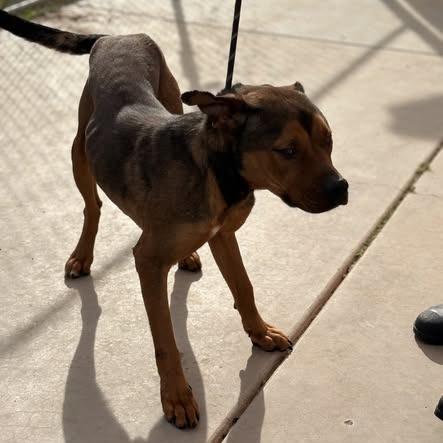 (CCSO) Scooby, Adoptable, Puppy Male Pit Bull Terrier.