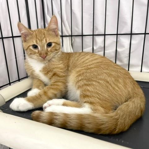 Enlarge Kenny, a Adoptable mixed breed in Lombard, IL image 3/6