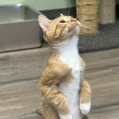 Enlarge Kenny, a Adoptable mixed breed in Lombard, IL image 2/6