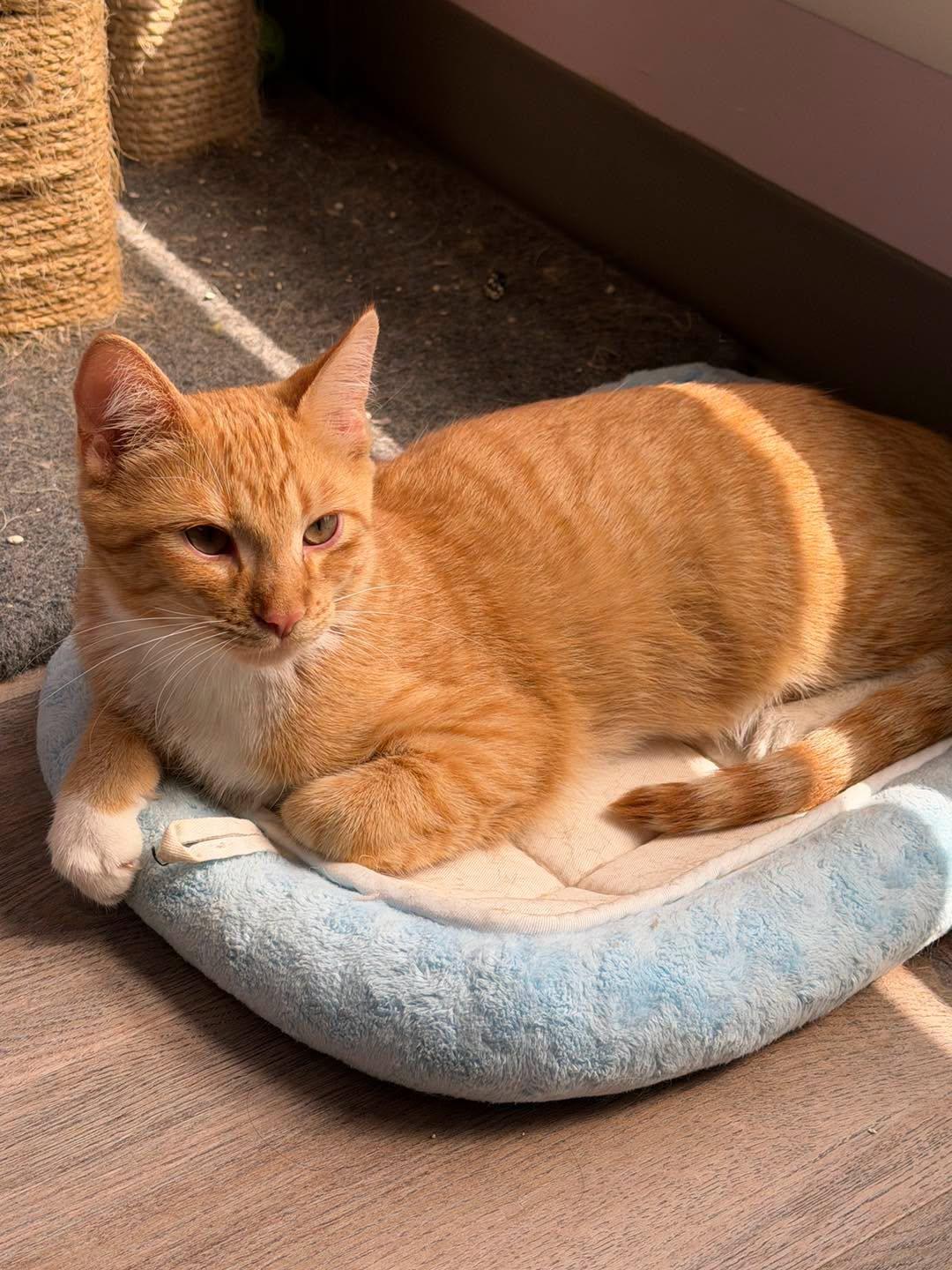 Enlarge Kenny, a Adoptable mixed breed in Lombard, IL image 1/6