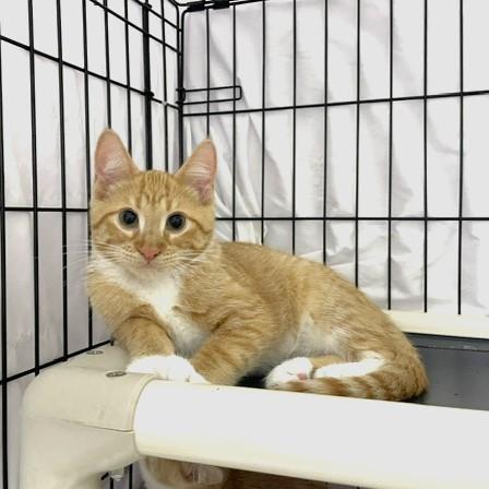 Enlarge Kenny, a Adoptable mixed breed in Lombard, IL image 4/6