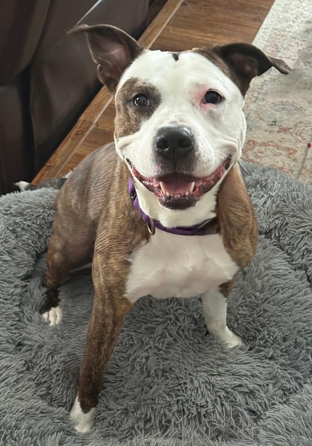 Roxy, Adoptable, Adult Female Pit Bull Terrier.