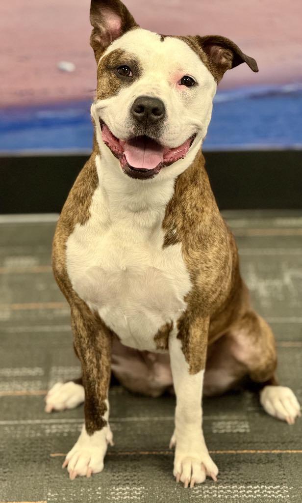 Enlarge Roxy, a Adoptable Pit Bull Terrier in Spring Lake, NJ image 2/3
