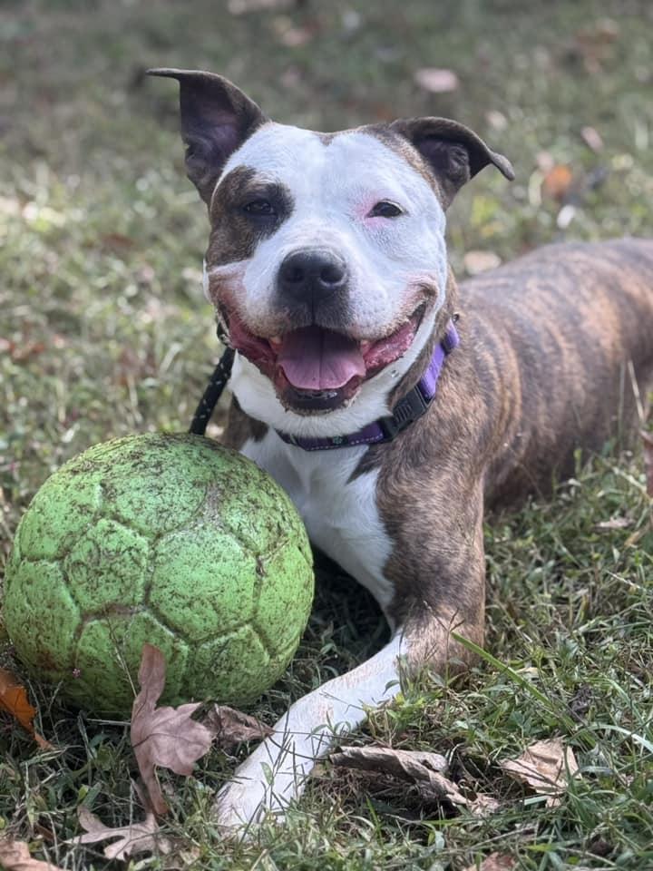 Enlarge Roxy, a Adoptable Pit Bull Terrier in Spring Lake, NJ image 3/3