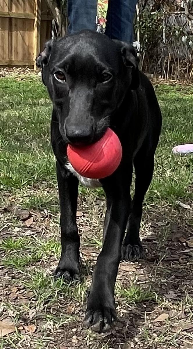 Tipper Rori’s girl, a Adoptable mixed breed in Bellaire, TX image 6/6