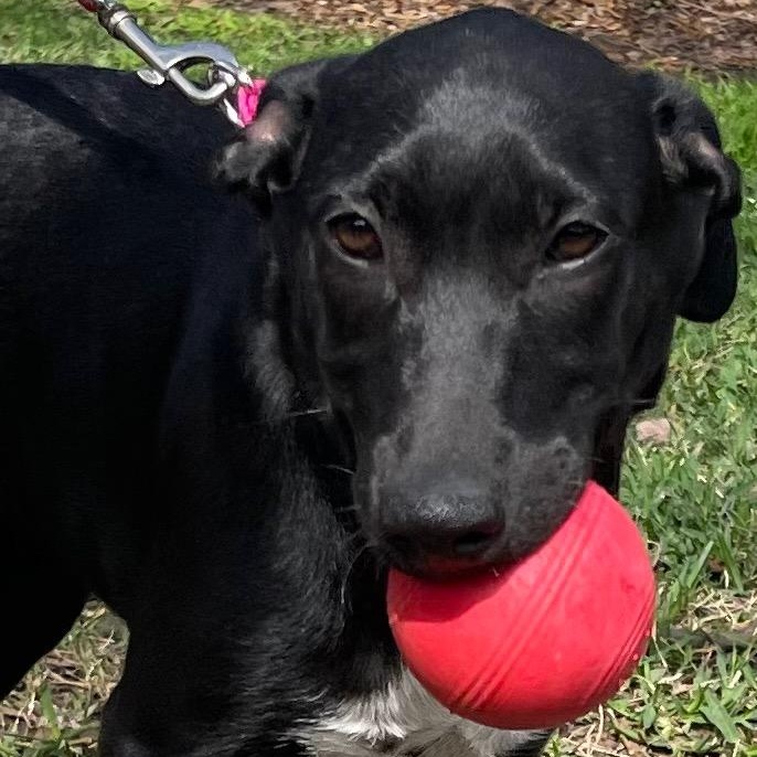 Tipper Rori’s girl, a Adoptable mixed breed in Bellaire, TX image 1/6
