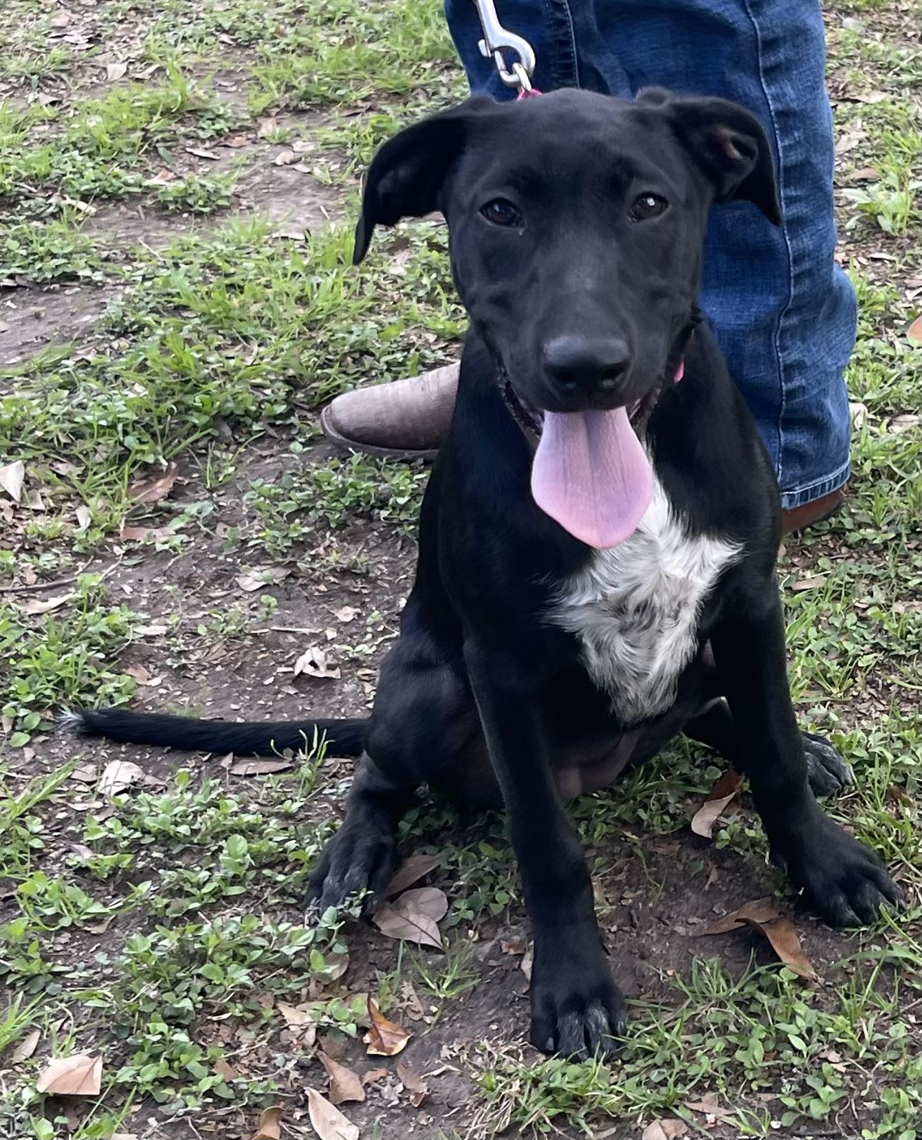 Tipper Rori’s girl, a Adoptable mixed breed in Bellaire, TX image 3/6