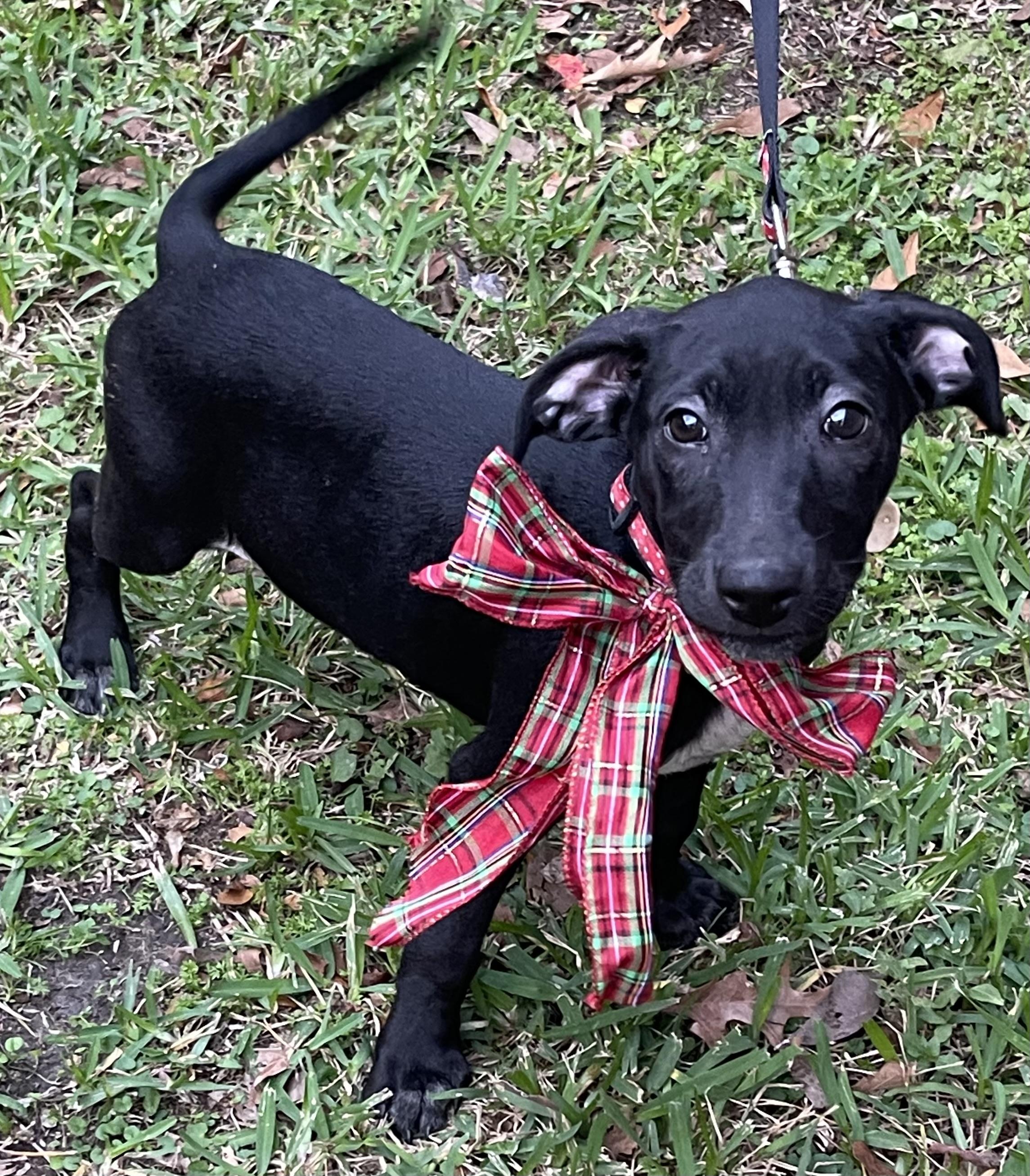 Tipper Rori’s girl, a Adoptable mixed breed in Bellaire, TX image 2/6