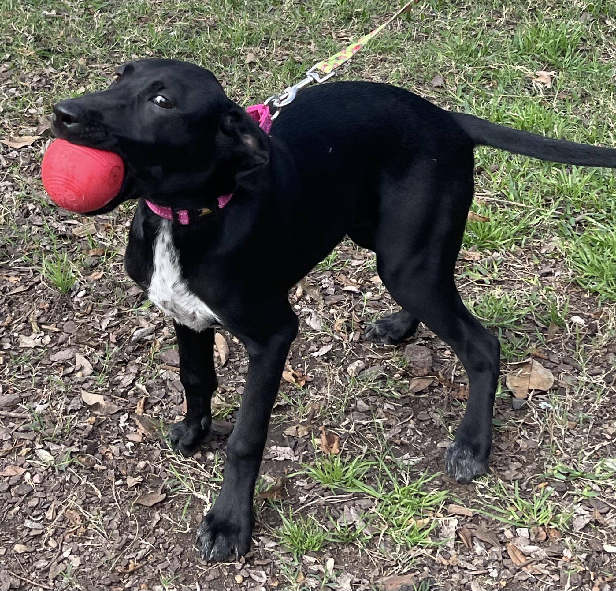 Tipper Rori’s girl, a Adoptable mixed breed in Bellaire, TX image 4/6