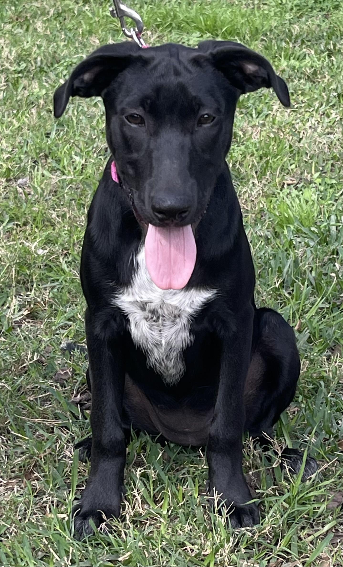 Tipper Rori’s girl, a Adoptable mixed breed in Bellaire, TX image 5/6