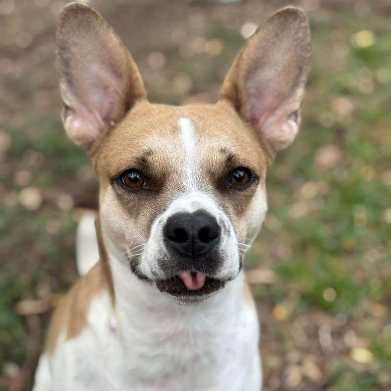 Enlarge Kenny, a Adoptable mixed breed in Burlington , VT image 1/6