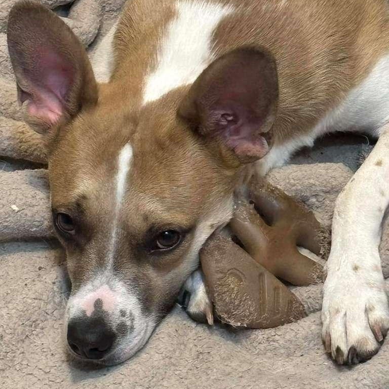 Enlarge Kenny, a Adoptable mixed breed in Burlington , VT image 2/6