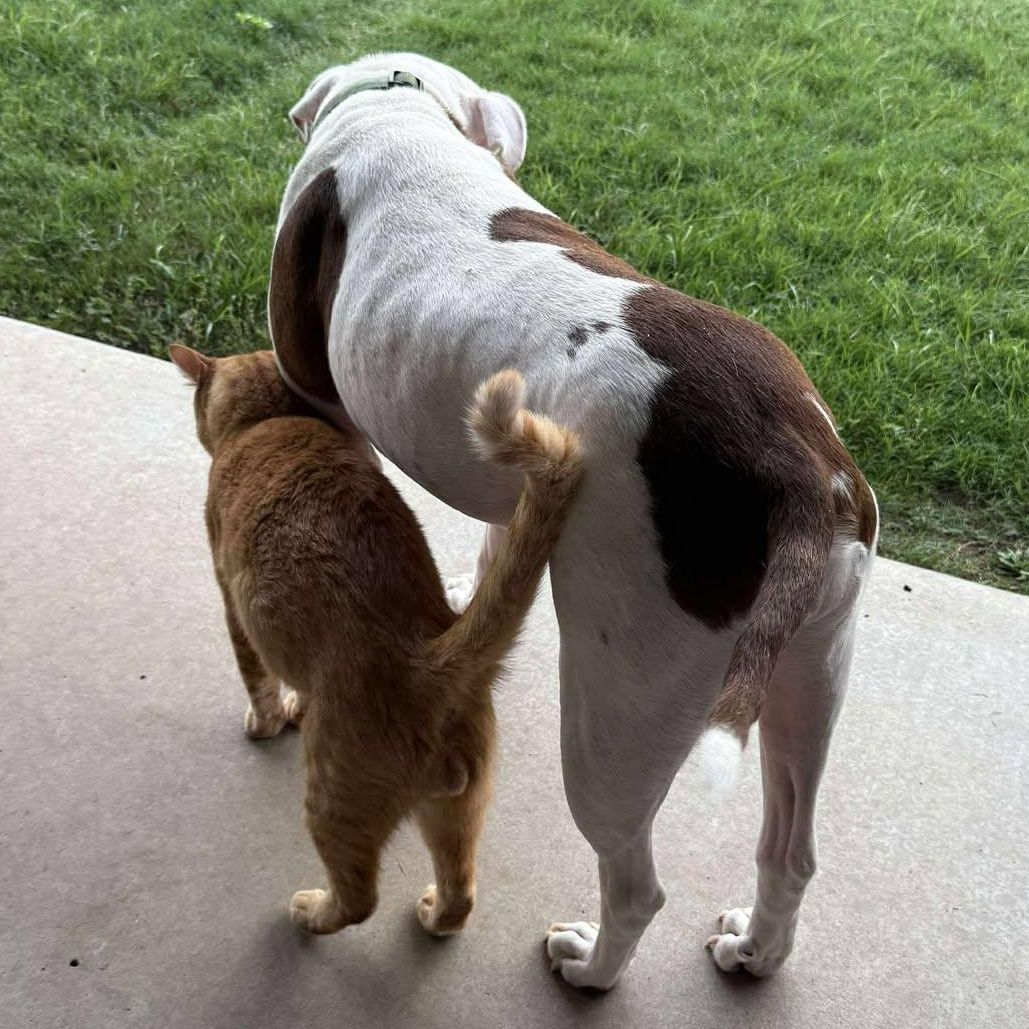 Chido — thumbnail 2