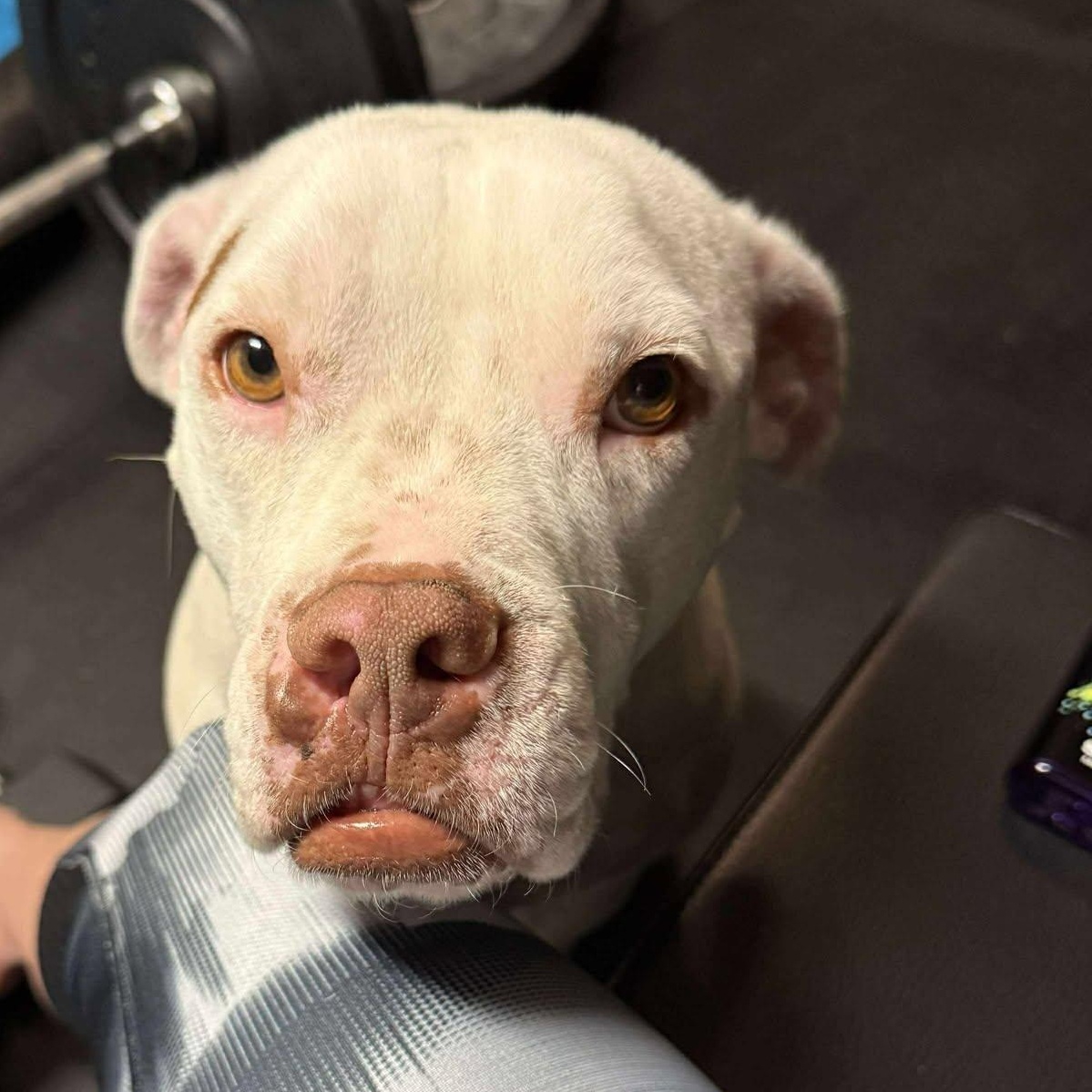 Chido — thumbnail 4