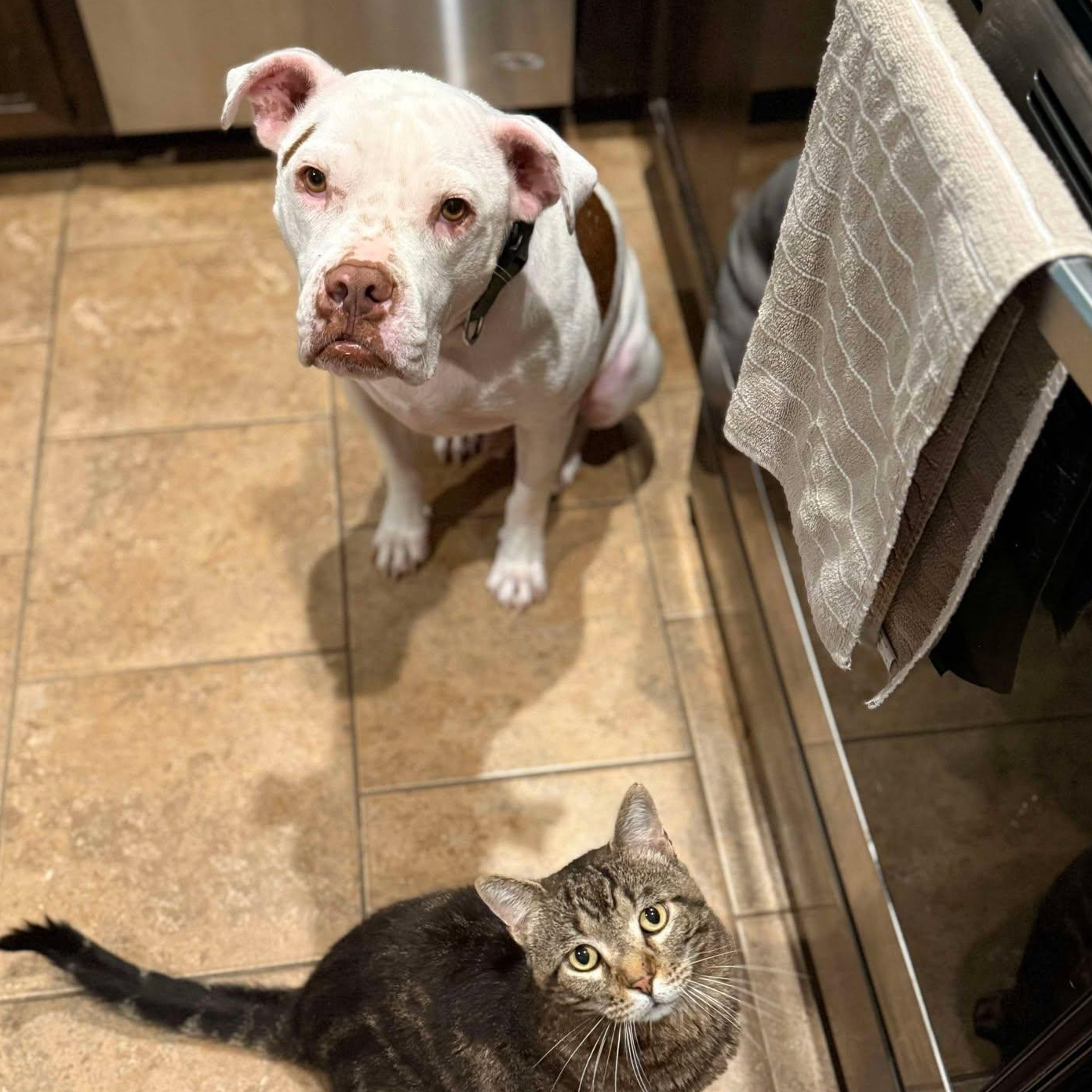 Chido — thumbnail 5