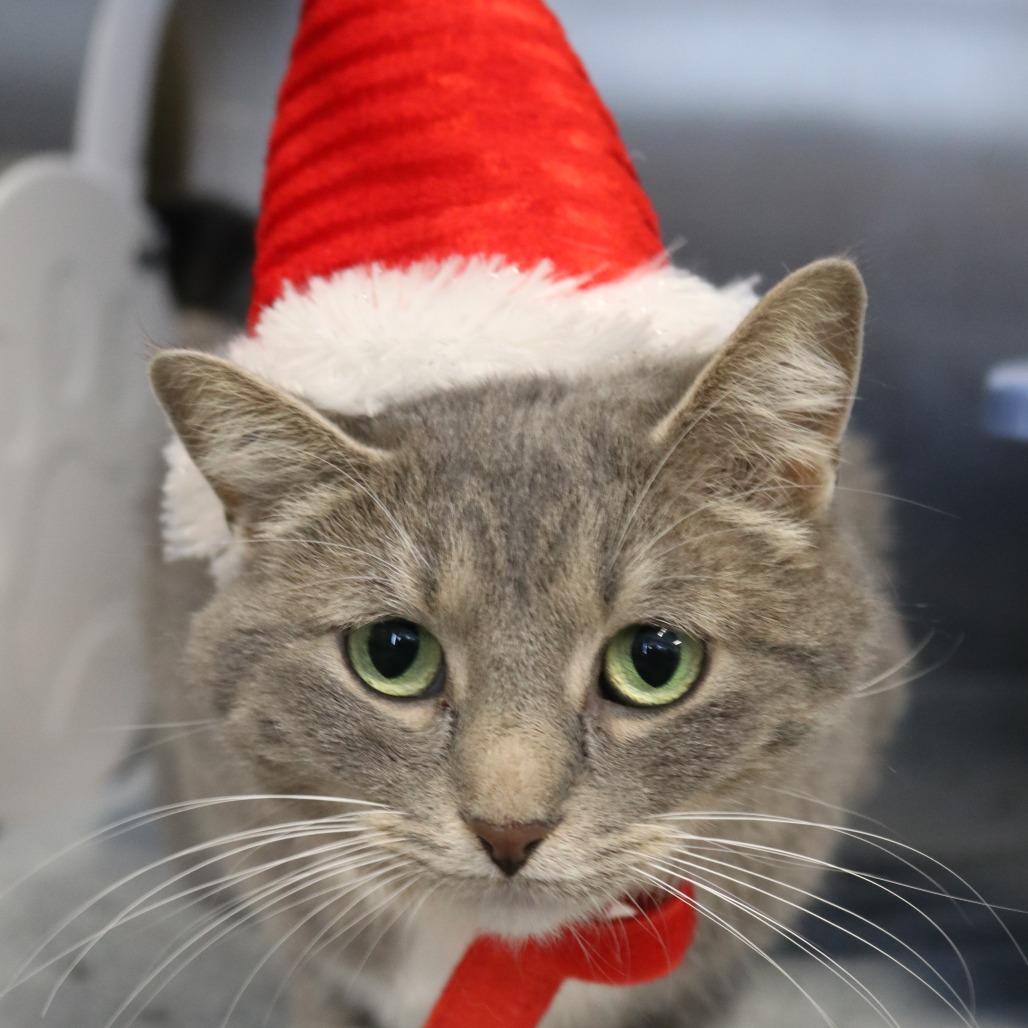 Lilly, Adoptable, Adult Female Domestic Short Hair.