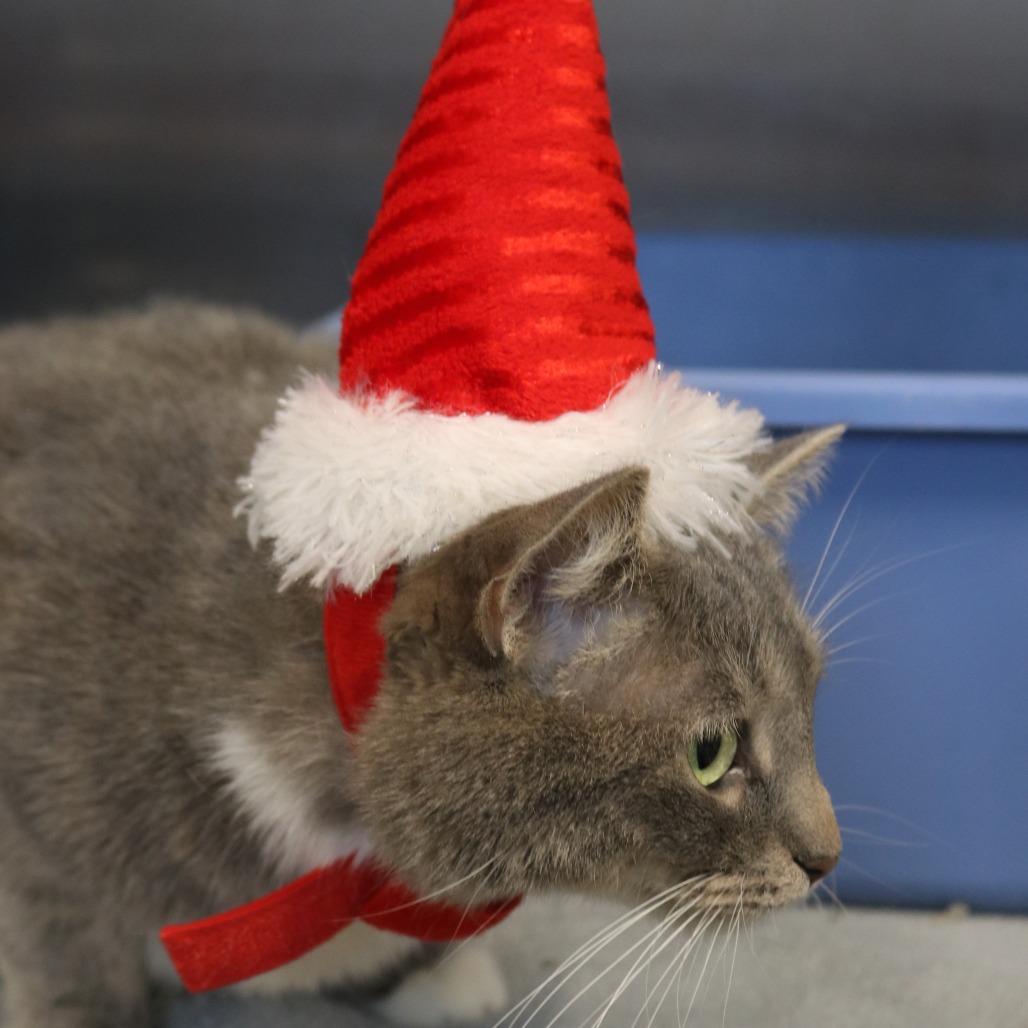 Enlarge Lilly, a Adoptable mixed breed in Saint Cloud, MN image 2/5