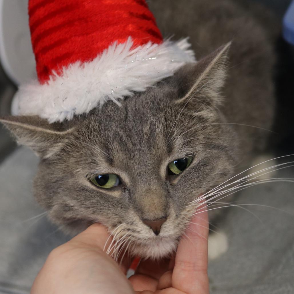 Enlarge Lilly, a Adoptable mixed breed in Saint Cloud, MN image 3/5