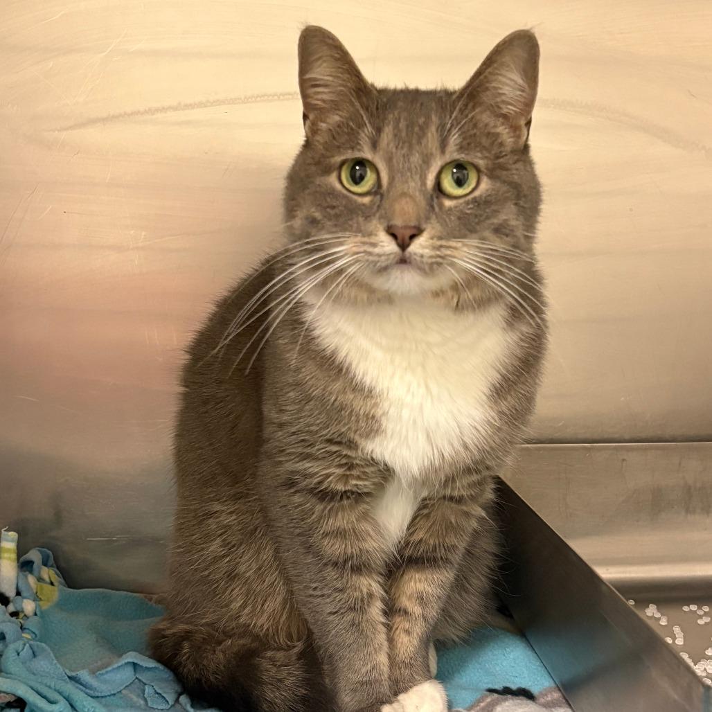 Enlarge Lilly, a Adoptable mixed breed in Saint Cloud, MN image 4/5