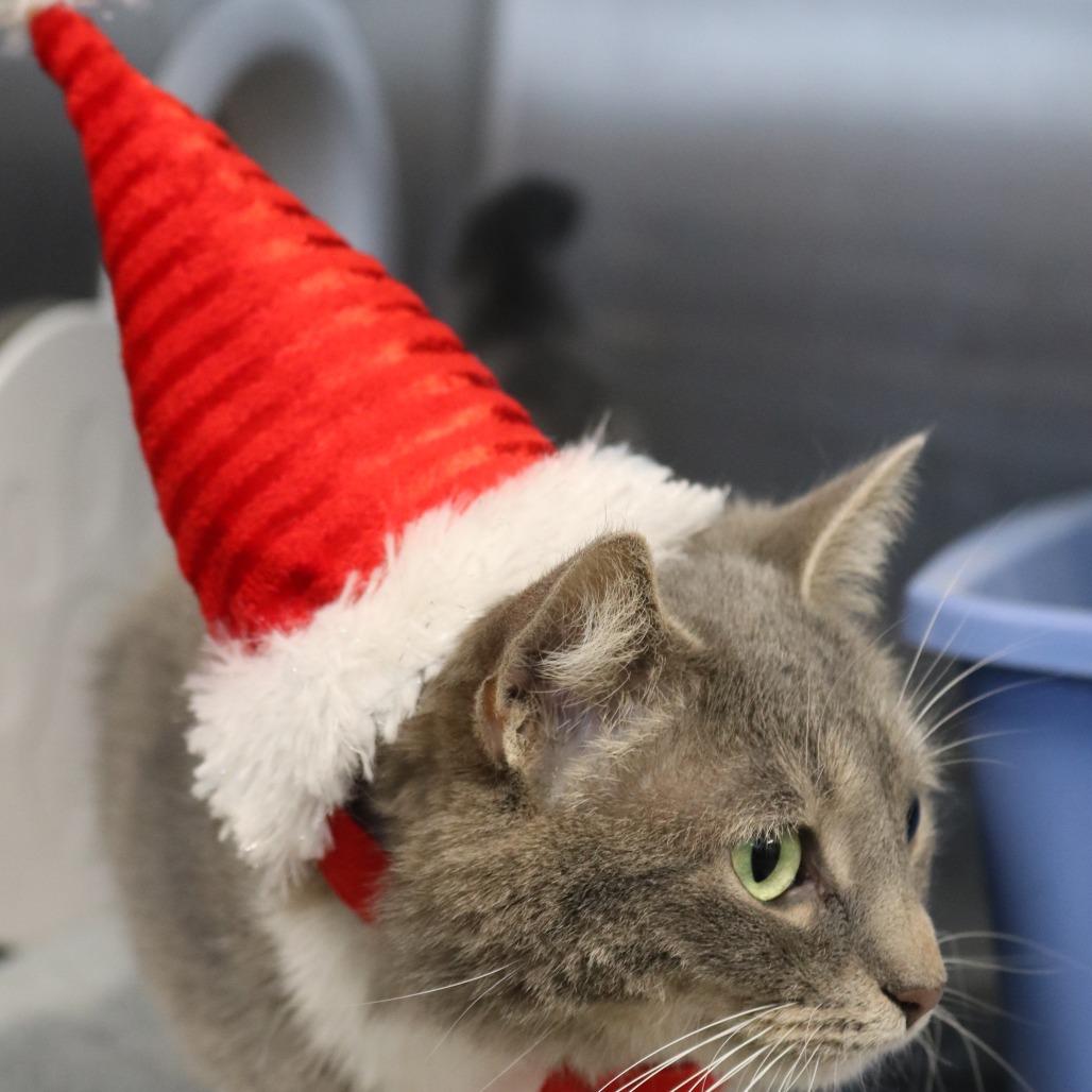 Enlarge Lilly, a Adoptable mixed breed in Saint Cloud, MN image 5/5