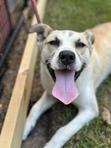 Waffles, a Adoptable Labrador Retriever image 3/4