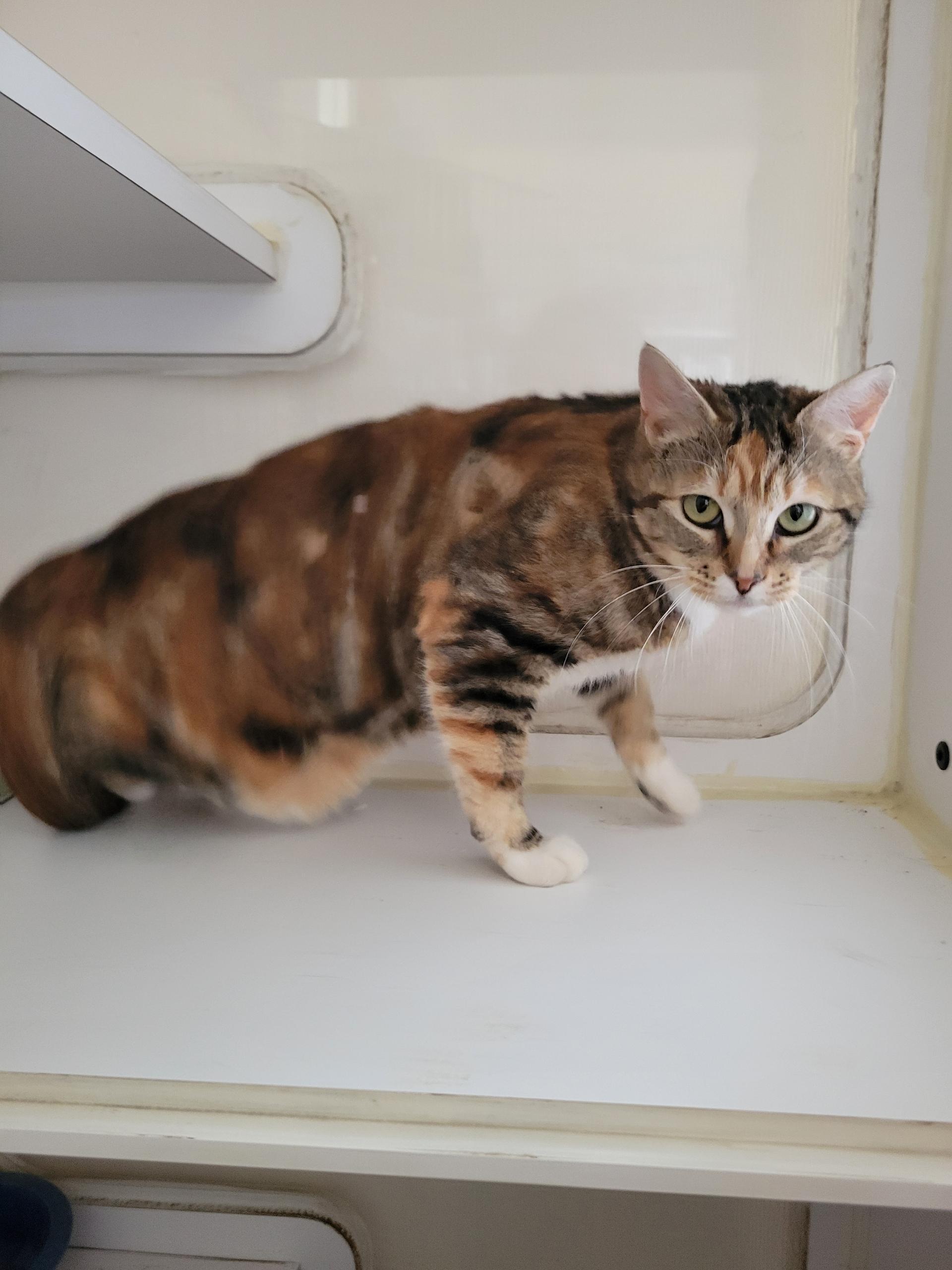 Enlarge Angela, a ADOPTABLE Domestic Short Hair in Port Angeles, WA image 2/2