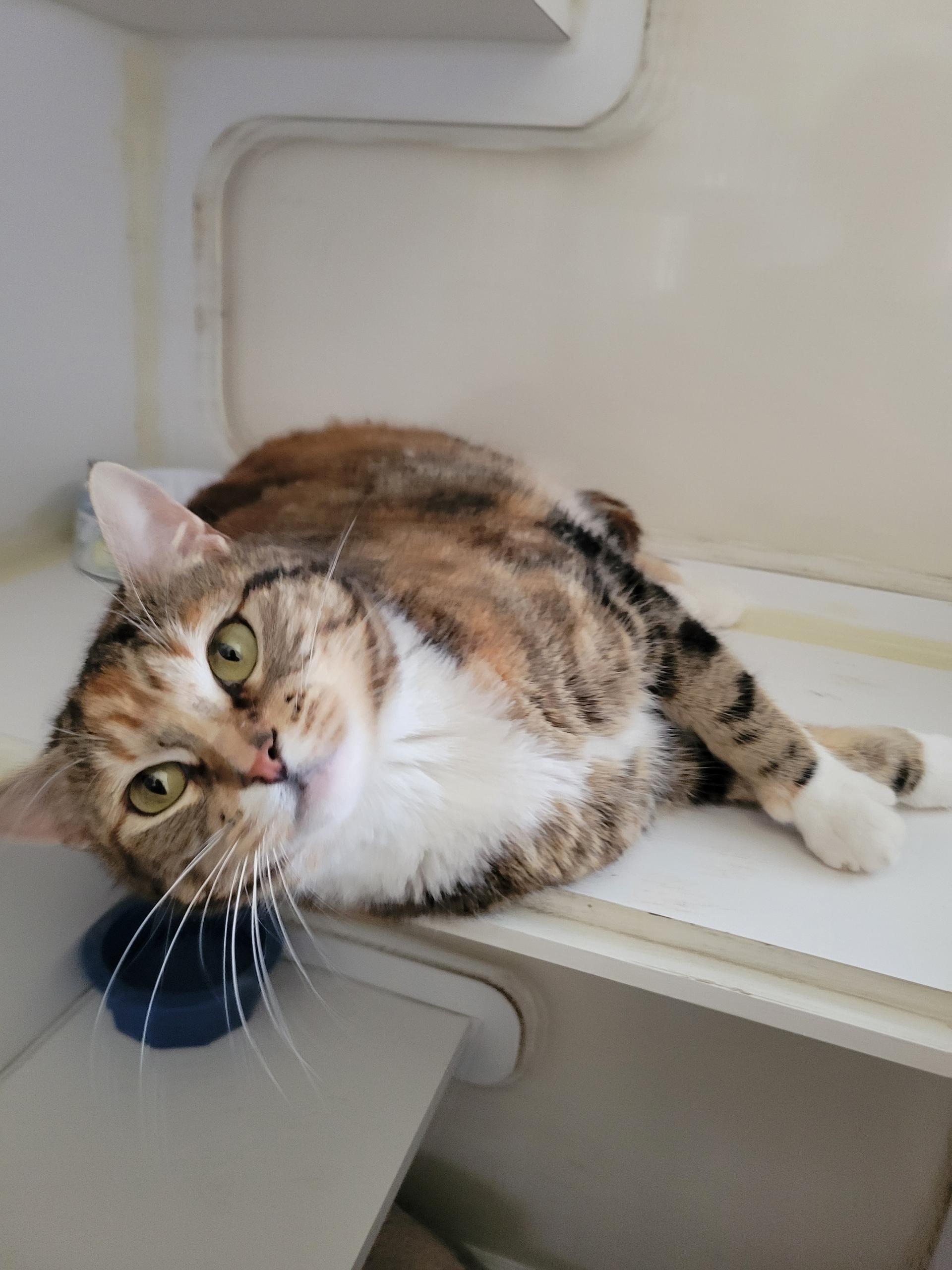 Angela, ADOPTABLE, Adult Female Domestic Short Hair.