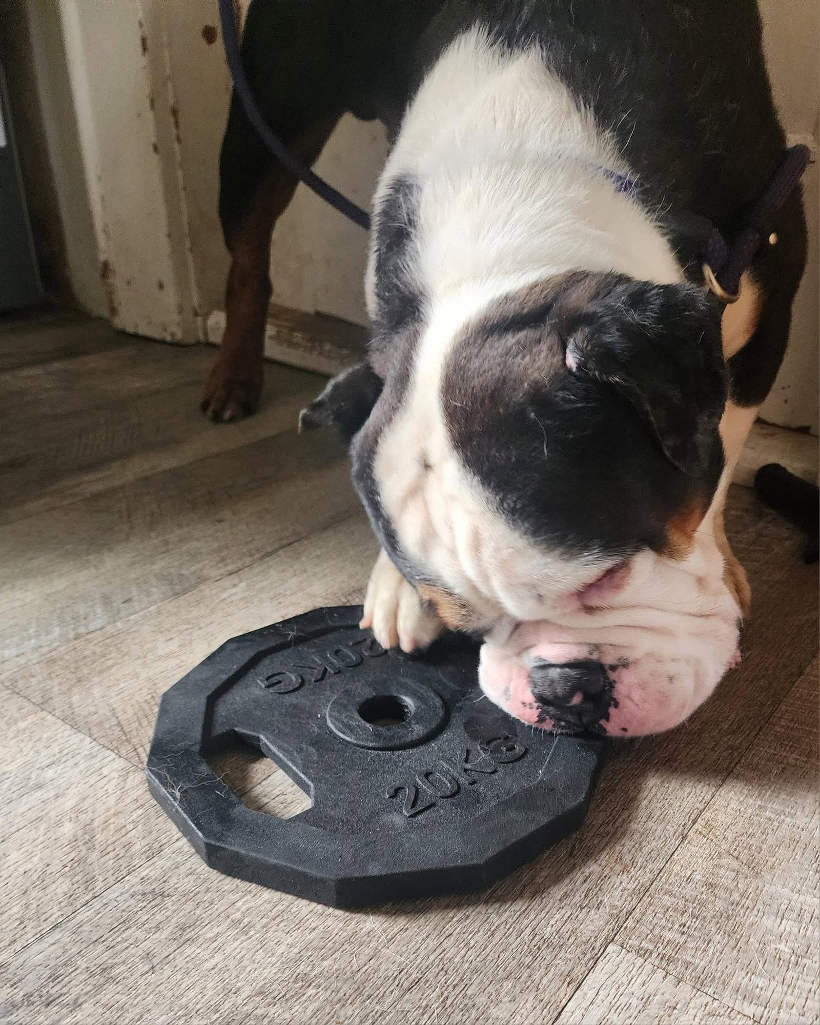 Enlarge Tank, a Adopted American Bulldog in New London, WI image 2/3