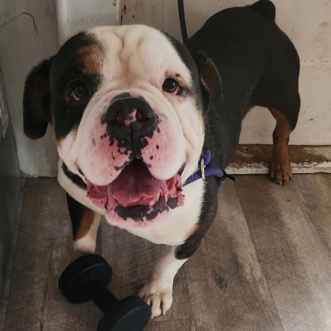 Tank, Adopted, Adult Male American Bulldog.