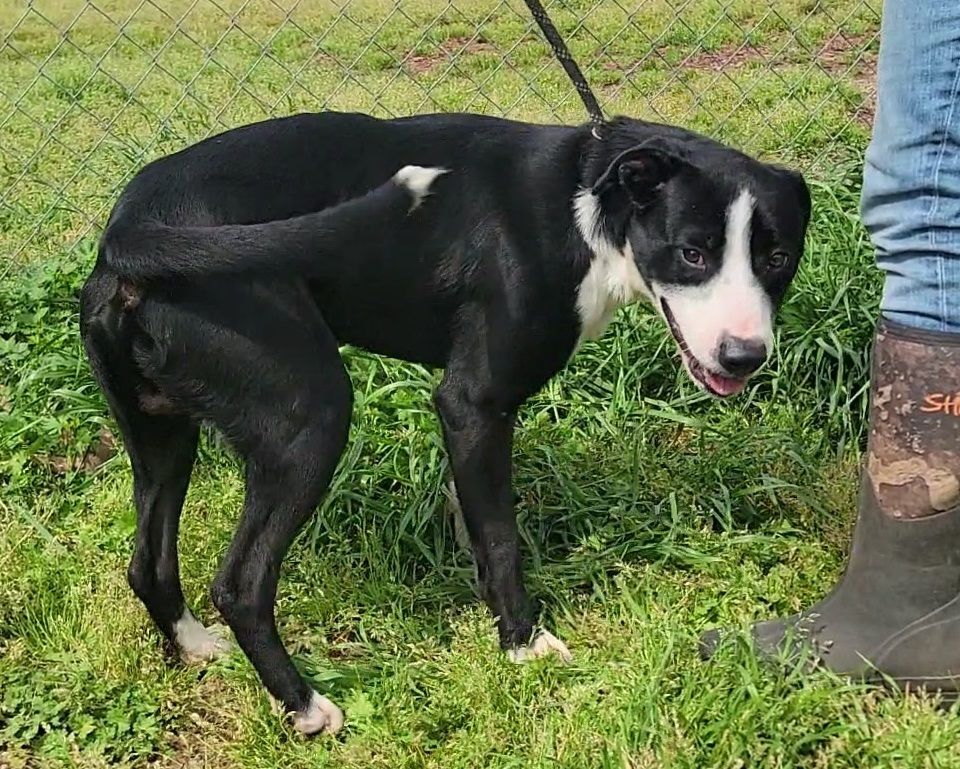 Enlarge Cupid, a Adoptable mixed breed in Anniston, AL image 1/10
