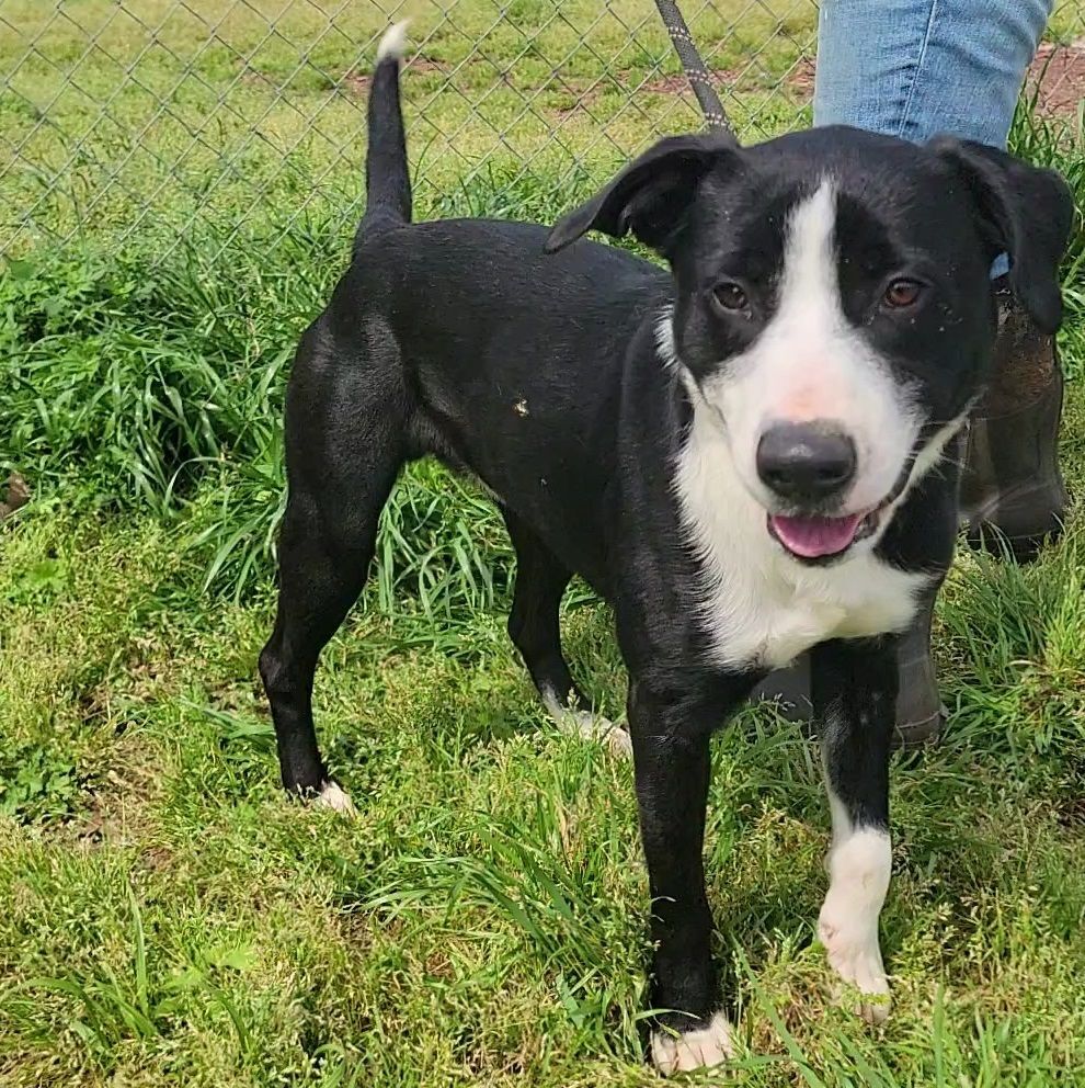 Enlarge Cupid, a Adoptable mixed breed in Anniston, AL image 2/10