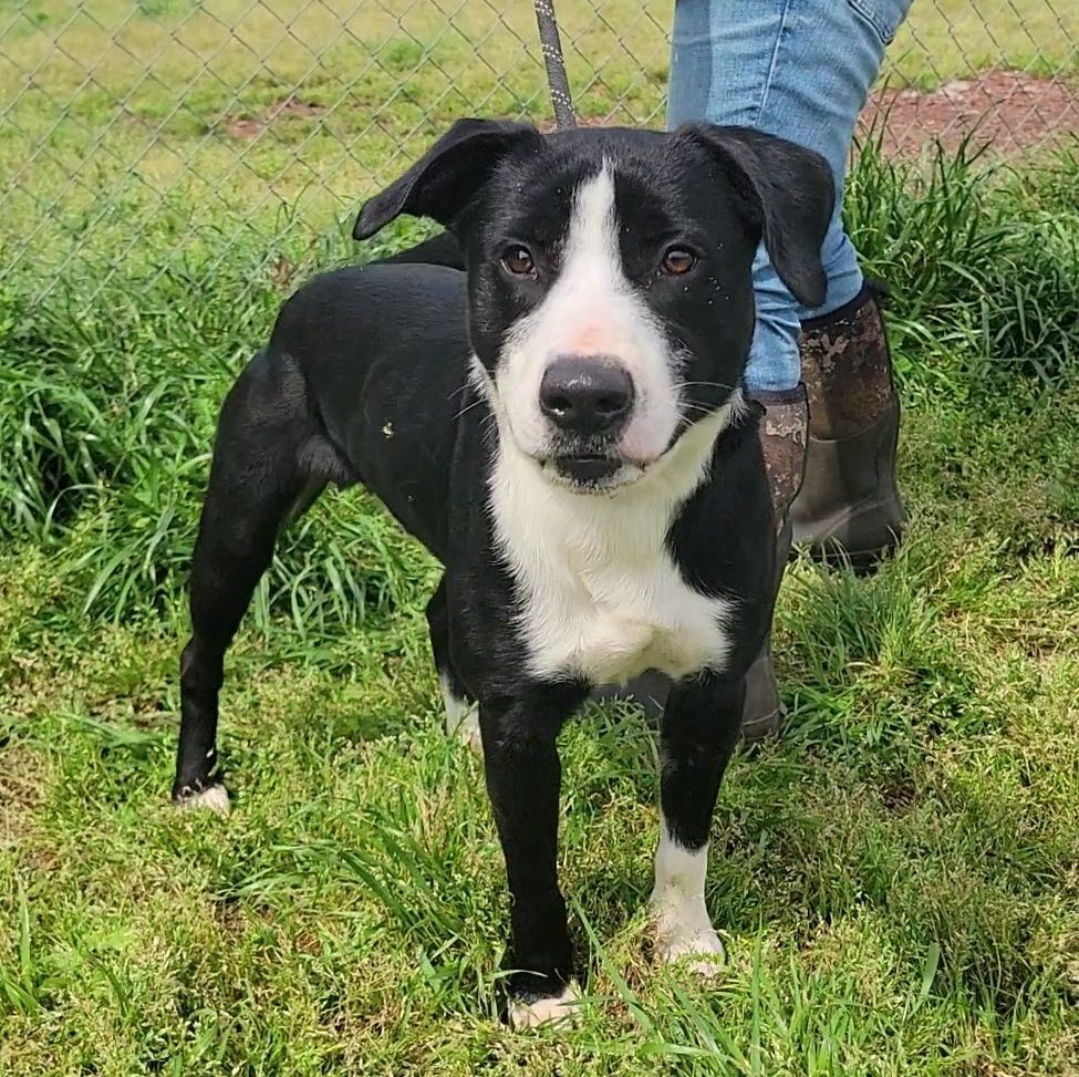 Enlarge Cupid, a Adoptable mixed breed in Anniston, AL image 3/10